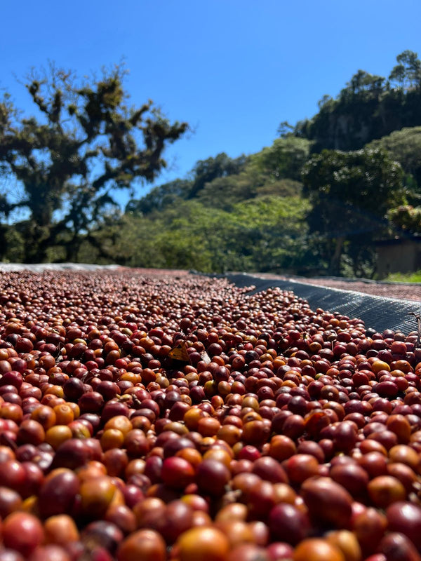 Honduras Heirloom Natural Microlot