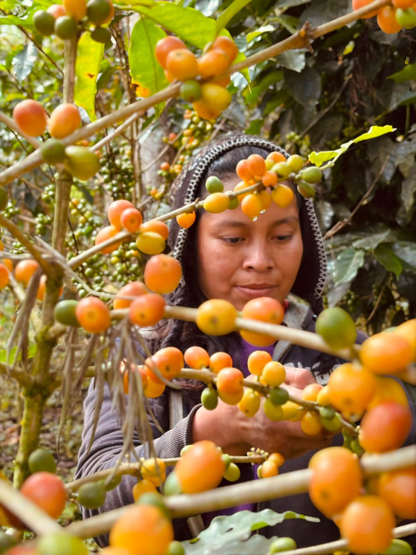 Honduras Heirloom Natural Microlot