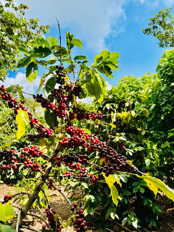 El Salvador - Experimental Hybrid Selection