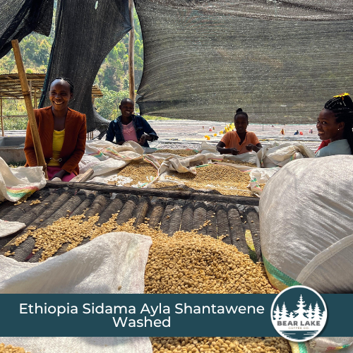 Ethiopia Sidama Ayla Shantawene Washed