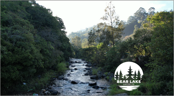 Start Each Day with Pura Vida! Exploring Costa Rican Coffee