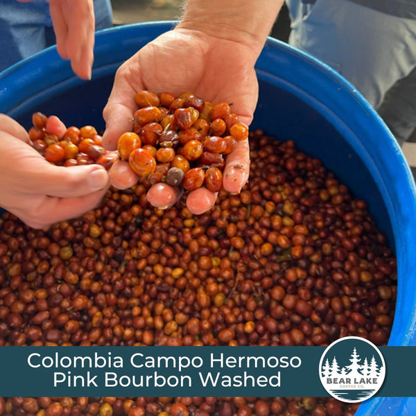 Colombia Campo Hermoso Pink Bourbon Washed