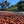 Honduras Heirloom Natural Microlot