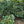 Honduras Heirloom Natural Microlot