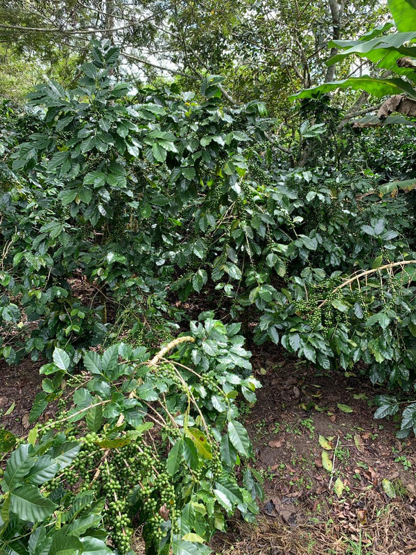 Honduras Heirloom Natural Microlot