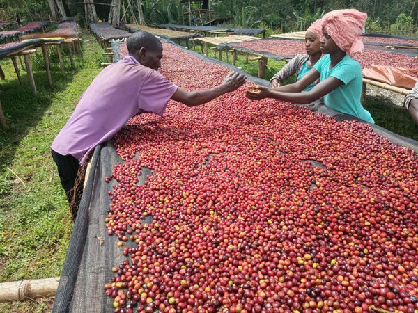 Ethiopia West Arsi Werka Nensebo Natural