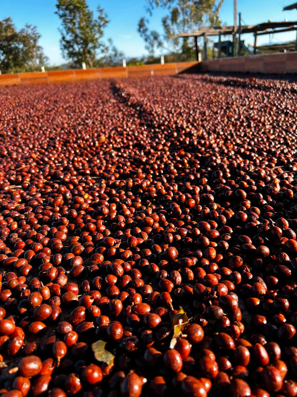 Honduras Bourbon Natural Microlot