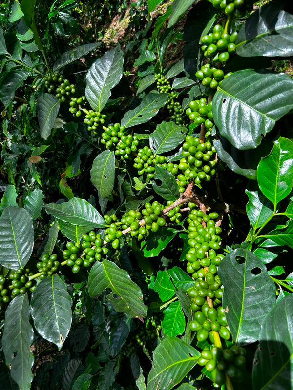 Honduras Bourbon Natural Microlot
