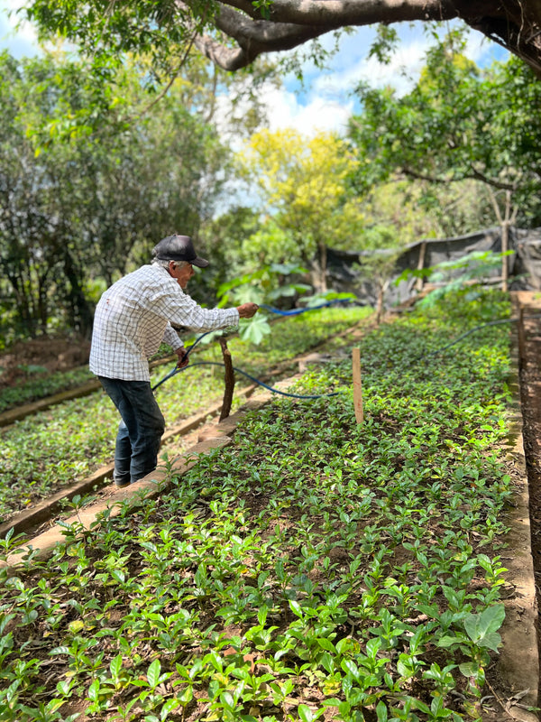 El Salvador Kenya Natural Nano Lot