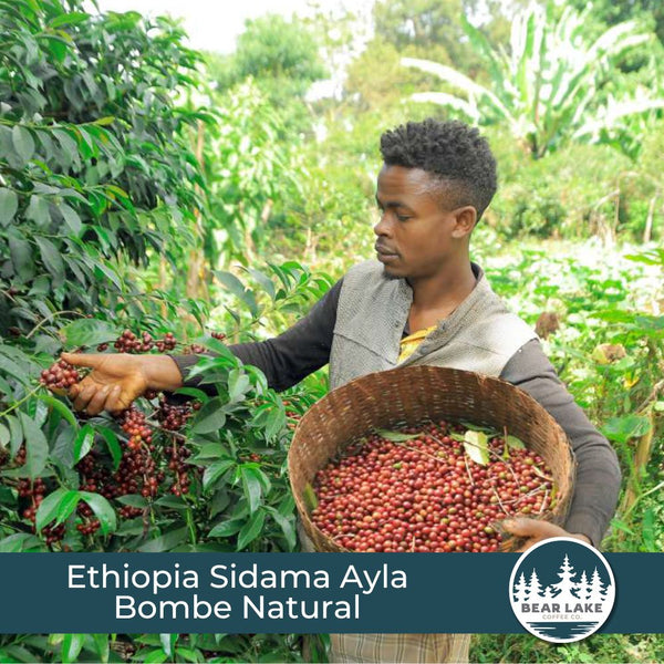 Ethiopia Sidama Ayla Bombe Natural