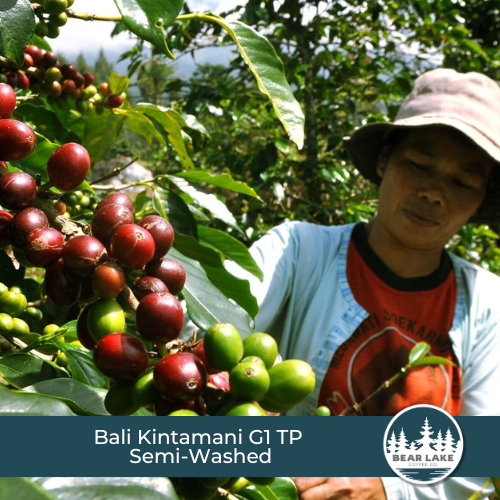 Bali Kintamani G1 TP Semi-Washed