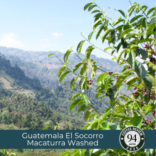 Guatemala El Socorro Macaturra Washed