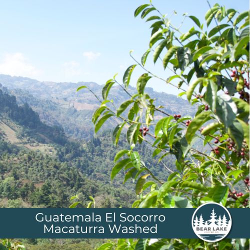 Guatemala El Socorro Macaturra Washed