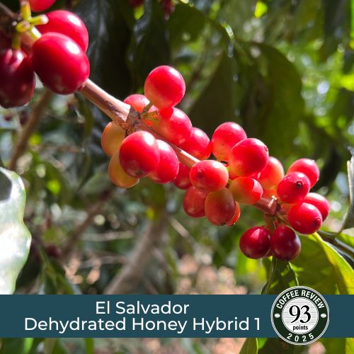 El Salvador Dehydrated Honey Hybrid 1