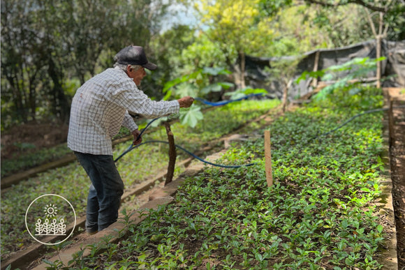 https://bearlakecoffee.com/cdn/shop/files/blcc-farming.jpg?v=1647446737&width=580